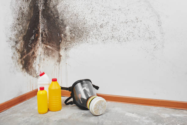 Best Attic Mold Removal  in Louisville, MS