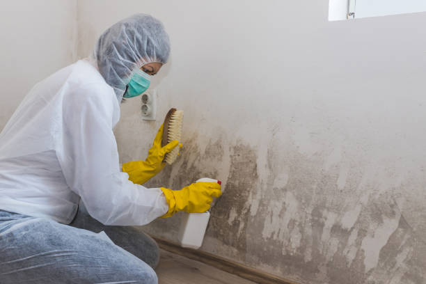 Louisville, MS Mold Removal Company
