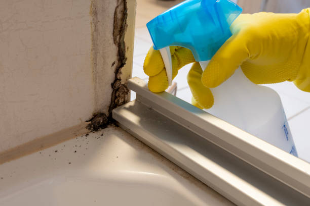 Best Emergency Mold Removal  in Louisville, MS