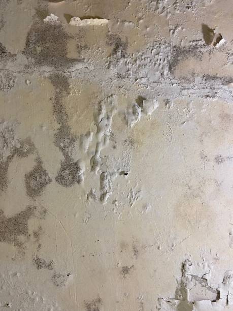 Best Same-Day Mold Removal  in Louisville, MS