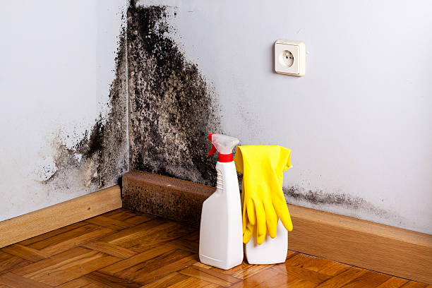 Mold Removal and Inspection in Louisville, MS