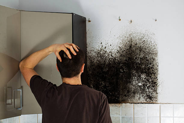 Best Mold Removal and Inspection  in Louisville, MS