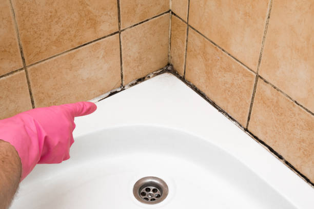 Best Best Mold Removal Companies  in Louisville, MS