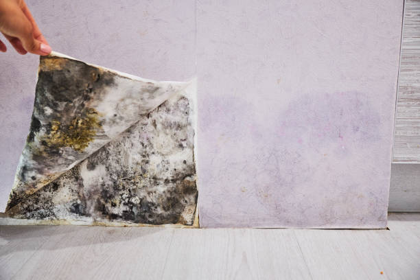 Best Home Mold Removal  in Louisville, MS